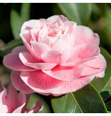 Camellia plants pink - 3 Pieces - An Evergreen Ornamental Shrub With Glossy Leaves