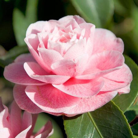 Camellia planten roze - 3 Stuks - Een Bladhoudende Sierheester Met Glanzend Blad