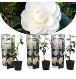 Camellia plants White - 3 Pieces - An Evergreen Ornamental Shrub With Glossy Leaves