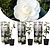 Camellia White- 3 Plants