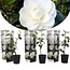 Garden Select Camellia planten Wit - 3 Stuks - Een Bladhoudende Sierheester Met Glanzend Blad
