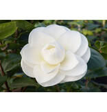 Camellia planten Wit - 3 Stuks - Een Bladhoudende Sierheester Met Glanzend Blad