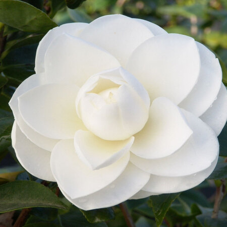 Camellia plants White - 3 Pieces - An Evergreen Ornamental Shrub With Glossy Leaves