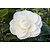 Camellia Wit- 3 Planten