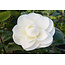 Camellia planten Wit - 3 Stuks - Een Bladhoudende Sierheester Met Glanzend Blad