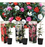 Camellia planten Mix (Rood, Wit en Roze) - 3 Stuks - Een Bladhoudende Sierheester Met Glanzend Blad