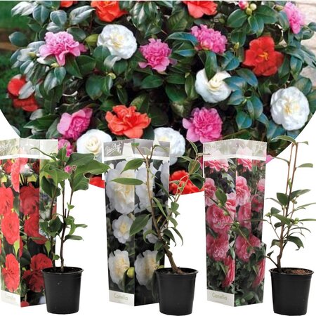 Garden Select Camellia planten Mix (Rood, Wit en Roze) - 3 Stuks - Een Bladhoudende Sierheester Met Glanzend Blad