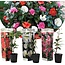 Garden Select Camellia Plants Mix (Red, White and Pink) - 3 Pieces - An Evergreen Ornamental Shrub With Glossy Leaves