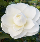 Camellia planten Mix (Rood, Wit en Roze) - 3 Stuks - Een Bladhoudende Sierheester Met Glanzend Blad