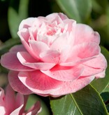 Camellia Plants Mix (Red, White and Pink) - 3 Pieces - An Evergreen Ornamental Shrub With Glossy Leaves