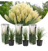 Pampas grass white - Ornamental Grass With Beautiful Elongated Plumes - Garden Select