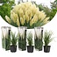 Pampas grass white - Ornamental Grass With Beautiful Elongated Plumes - Garden Select