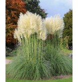 Pampasgras wit - Siergras Met Prachtige Langwerpige Pluimen - Garden Select