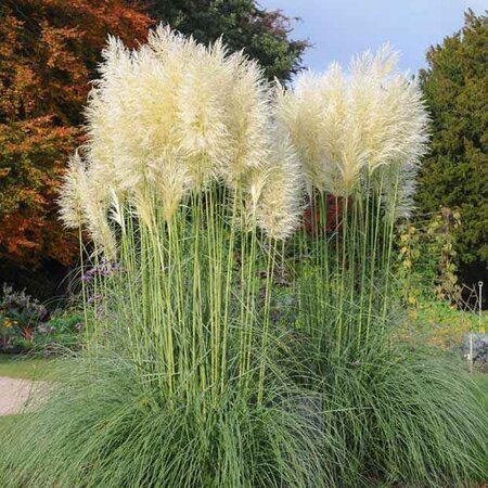 Pampas grass white - Ornamental Grass With Beautiful Elongated Plumes - Garden Select