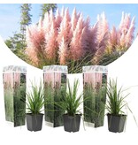 Pampasgras Roze - Siergras Met Prachtige Langwerpige Pluimen - Garden Select