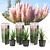 Pampas grass Pink - 3 Plants