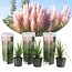 Pampas Grass Pink - Ornamental Grass With Beautiful Elongated Plumes - Garden Select