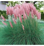 Pampas Grass Pink - Ornamental Grass With Beautiful Elongated Plumes - Garden Select