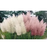 Pampasgras Wit En Roze - Siergras Met Prachtige Langwerpige Pluimen - Garden Select