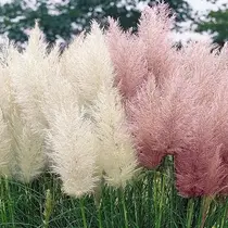 Pampas grass white and pink - 2 x 3 Plants
