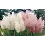 Pampas grass White And Pink - Ornamental Grass With Beautiful Elongated Plumes - Garden Select