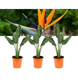 Strelitzia Reginea - Paradiesvogelpflanze - Exotische / Tropische Pflanzen - Zimmerpflanze - 3 Pflanzen