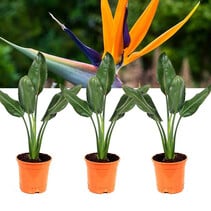 Strelitzia Reginea - Paradijsvogelplant - 3 Planten