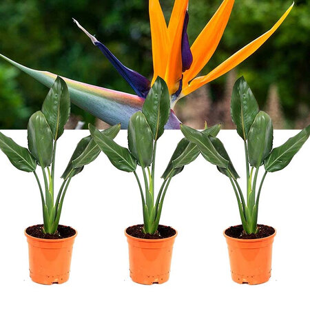 Strelitzia Reginea - Paradiesvogelpflanze - Exotische / Tropische Pflanzen - Zimmerpflanze - 3 Pflanzen