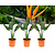 Strelitzia Reginea - Paradiesvogelpflanze - 3 Pflanzen