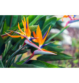 Strelitzia Reginea - Paradijsvogelplant - Exotische / Tropische Planten - Kamerplant - 3 Planten
