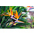 Strelitzia Reginea - Bird of paradise plant - 3 Plants