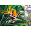 Strelitzia Reginea - Bird of paradise plant - Exotic / Tropical Plants - Houseplant - 3 Plants