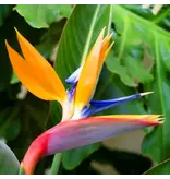 Paradijsvogelbloem - Strelitzia Reginea - Exotische / Tropische Kamer en Terras plant - 10 Zaden