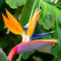 Bird of paradise flower (Strelitzia Reginea) - 10 Seeds