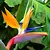 Paradiesvogelblume (Strelitzia Reginea) - 10 Samen
