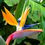 Bird of paradise flower - Strelitzia Reginea - Exotic / Tropical House and Terrace plant - 10 Seeds