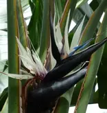Natal paradijsvogelbloem (Strelitzia nicolai) - Exotische / Tropische Kamer en Terras Plant - 10 Zaden