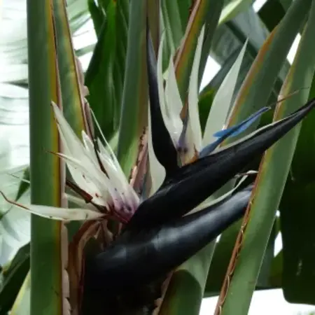 Natal paradijsvogelbloem (Strelitzia nicolai) - Exotische / Tropische Kamer en Terras Plant - 10 Zaden