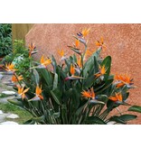 Paradiesvogelblume - Strelitzia Reginea - Exotische / Tropische Haus- und Terrassenpflanze - 10 Samen