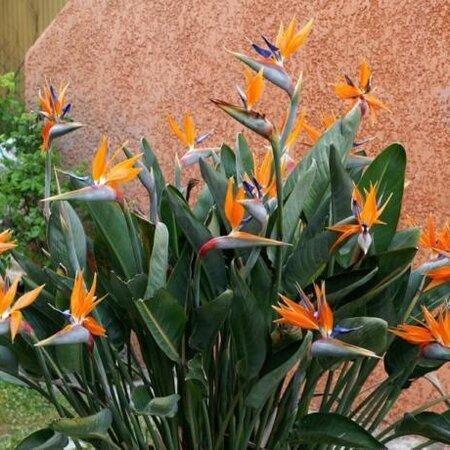 Paradiesvogelblume - Strelitzia Reginea - Exotische / Tropische Haus- und Terrassenpflanze - 10 Samen