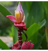 Roze Dwergbanaan (Musa Velutina) - Lage bananenboom met roze bloemen, vervolgd met zoete bananen - 10 Zaden