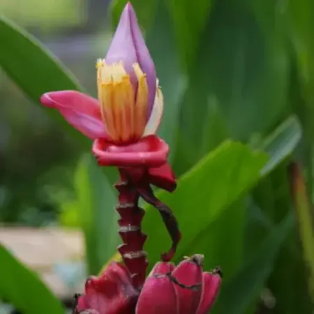 Roze Dwergbanaan (Musa Velutina) - Lage bananenboom met roze bloemen, vervolgd met zoete bananen - 10 Zaden