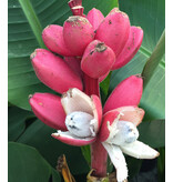 Pink Dwarf Banana (Musa Velutina) - Niedriger Bananenbaum mit rosa Blüten, gefolgt von süßen Bananen - 10 Samen