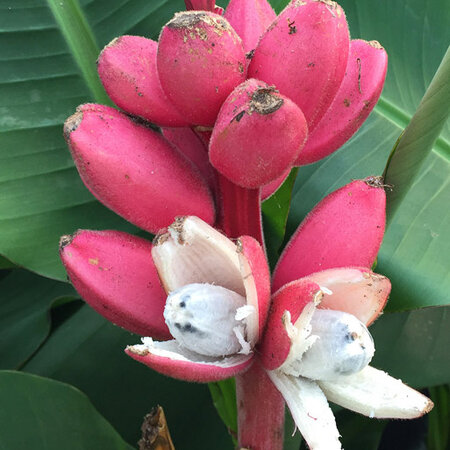 Pink Dwarf Banana (Musa Velutina) - Niedriger Bananenbaum mit rosa Blüten, gefolgt von süßen Bananen - 10 Samen