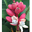 Pink Dwarf Banana (Musa Velutina) - Low banana tree with pink flowers, followed by sweet bananas - 10 Seeds