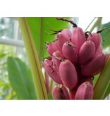 Roze Dwergbanaan (Musa Velutina) - Lage bananenboom met roze bloemen, vervolgd met zoete bananen - 10 Zaden