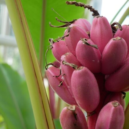 Roze Dwergbanaan (Musa Velutina) - Lage bananenboom met roze bloemen, vervolgd met zoete bananen - 10 Zaden