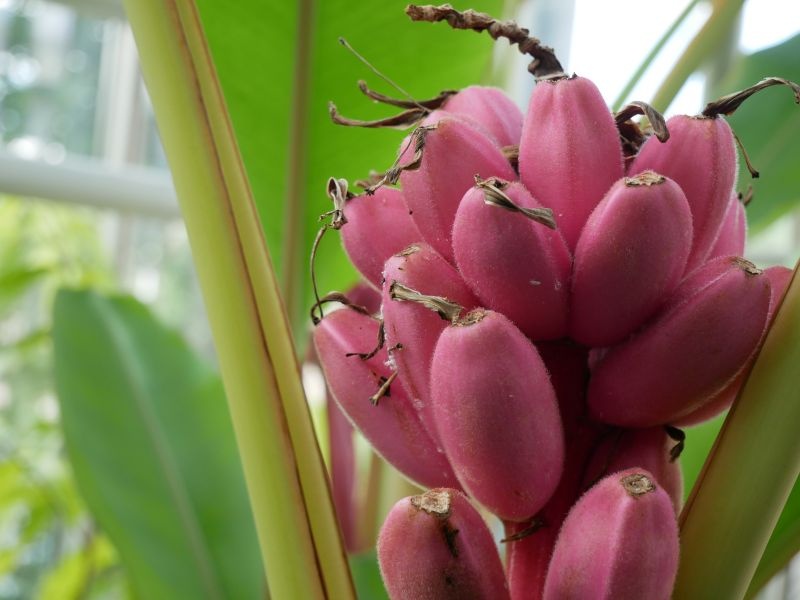 thumbnail image 2 of Pink Dwarf Banana Tree Seeds (Musa Velutina) - Hardy, Fast-Growing Ornamental Fruit Plant For Zones 7b-11 2 of 5
