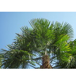 Chinese Waaierpalm (Trachycarpus fortunei) - Europese Winterharde Palm - 25 Zaden