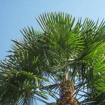 Chinese Fan Palm (Trachycarpus fortunei) - 25 Seeds